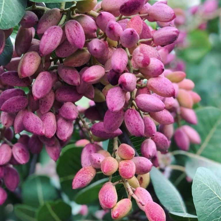 Pistachios tree Wahrina