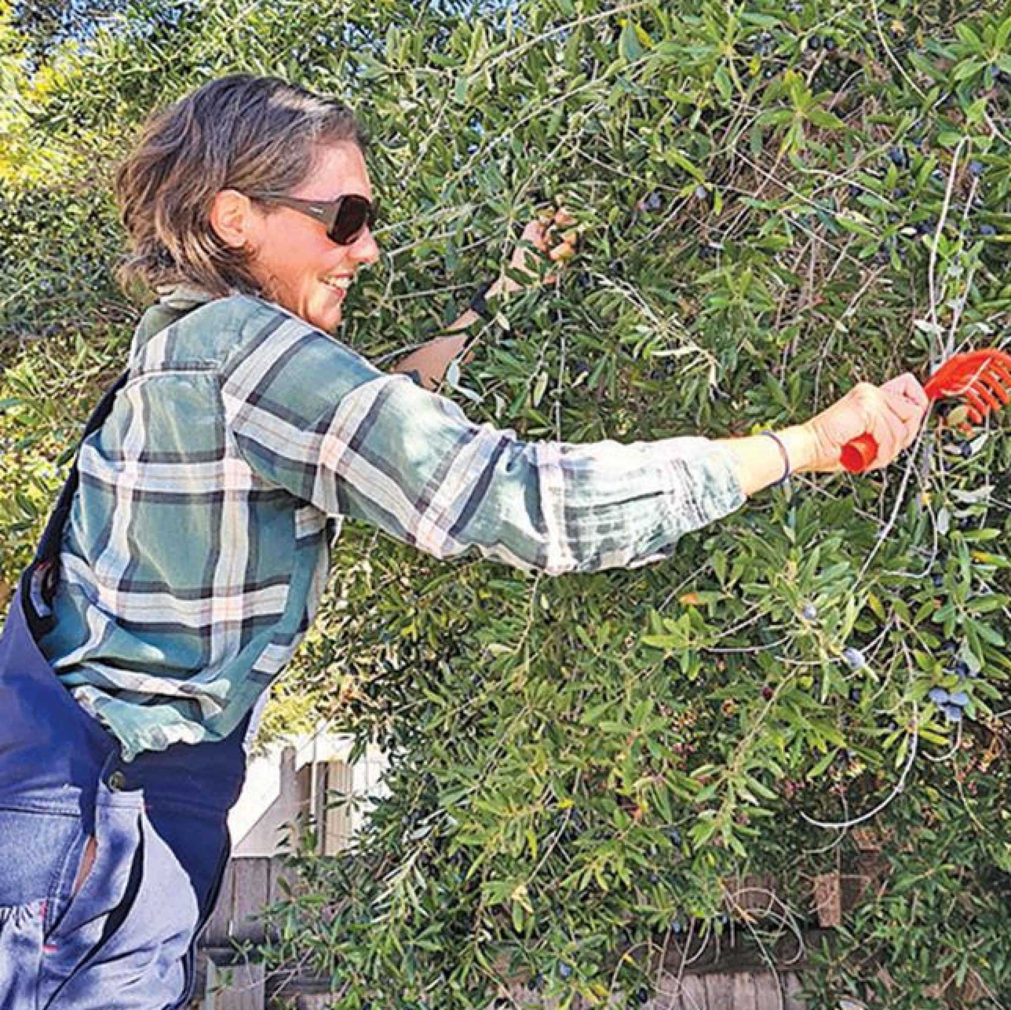 Harvesting backyard olives