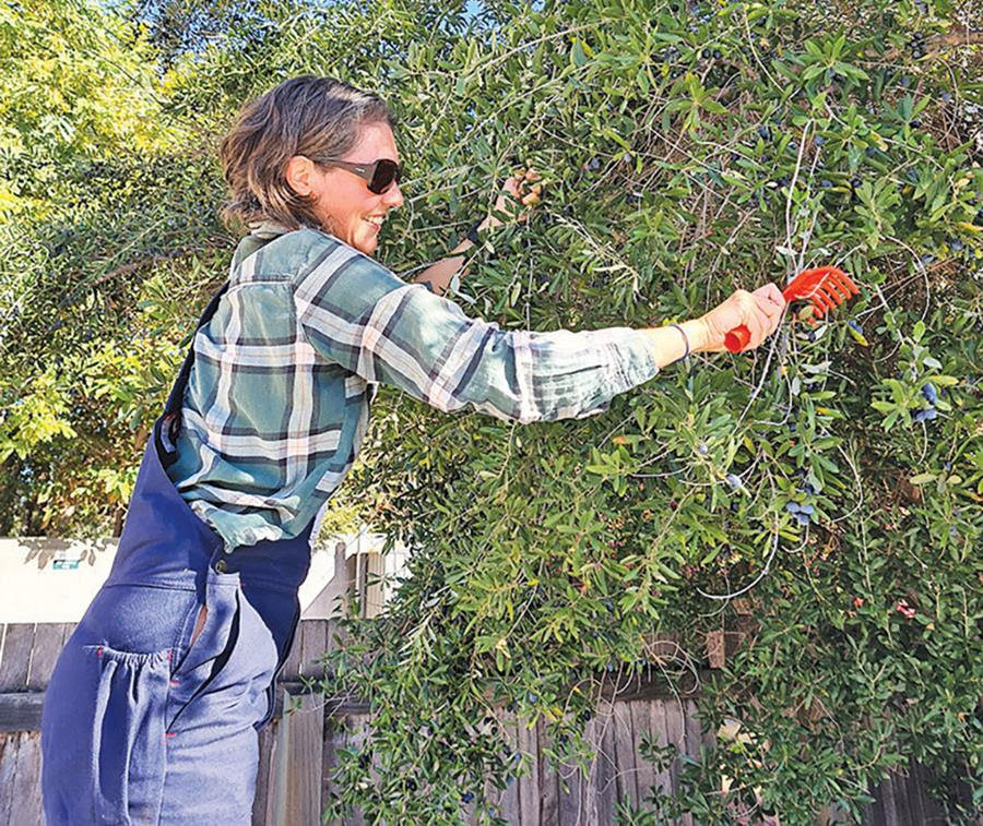 Olives_to_Oil-in-the-tree - CERES Fair Food Harvesting backyard olives