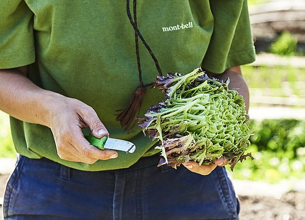 CERES staff harvesting organic mizuna grown on site, Honey Lane Garden in Coburg.