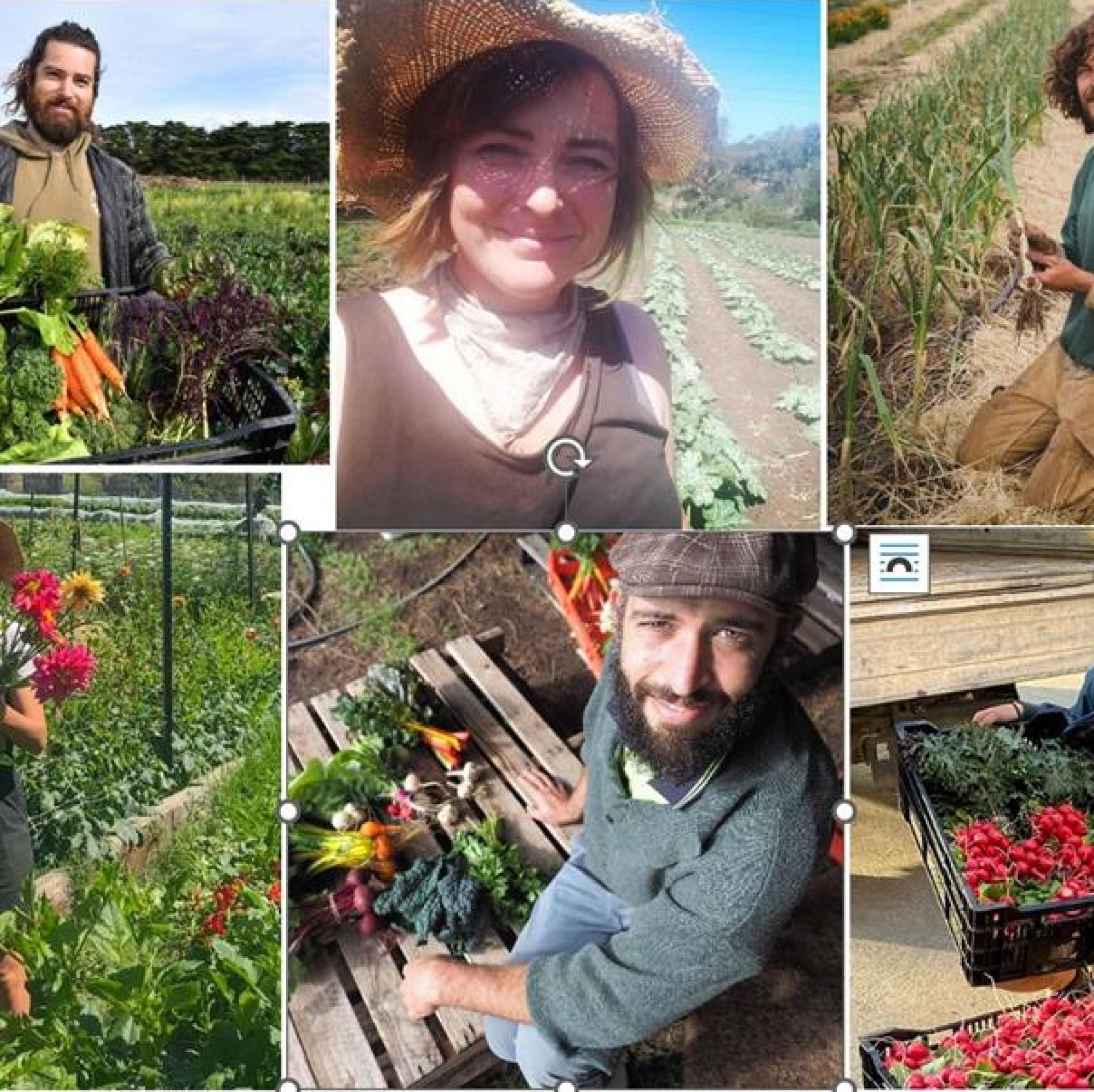 Small grower montage