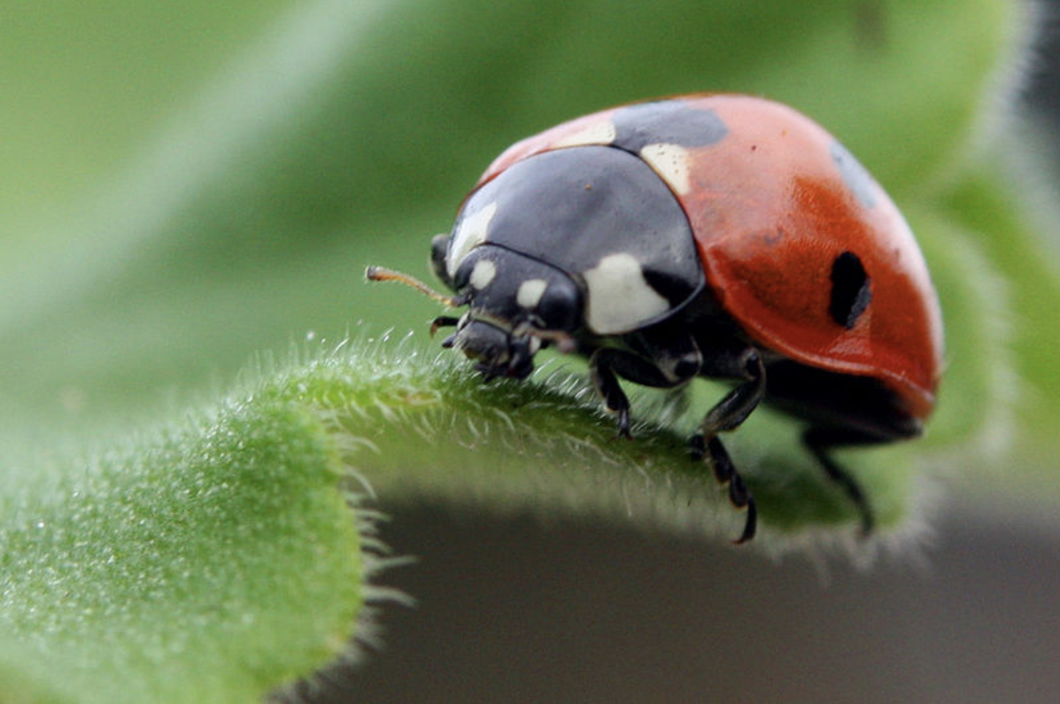 Screen Shot 2023-02-27 at 10.09.10 am - CERES Fair Food