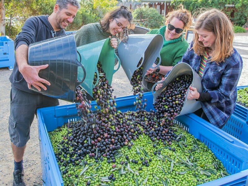 CERES Olives to Oil team pouring buckets of collected olives into bulk crate