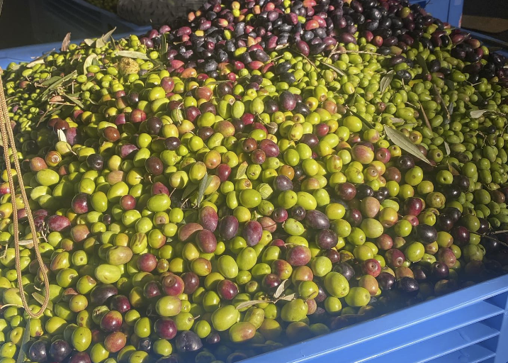 Olives to Oil Festival olive donations