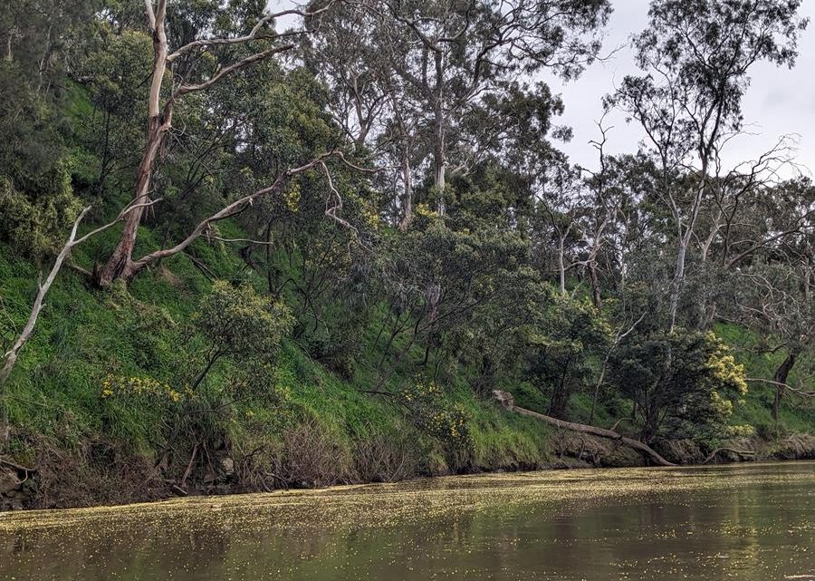 Wattle blossom on the Yarra River