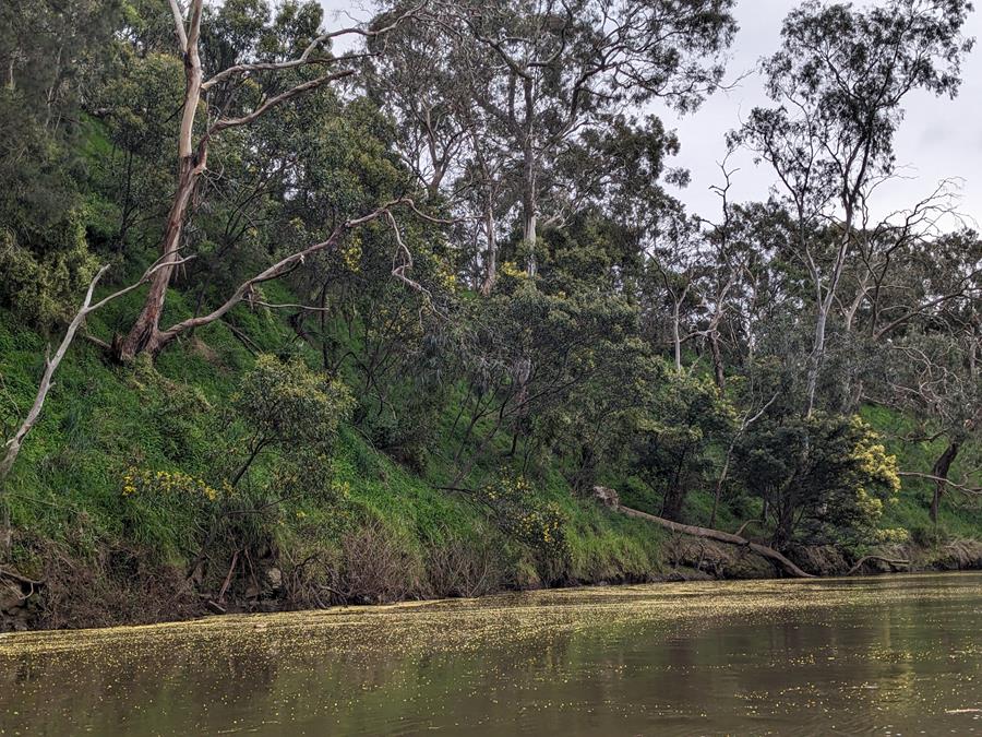 Wattle blossom floating on the Yarra river