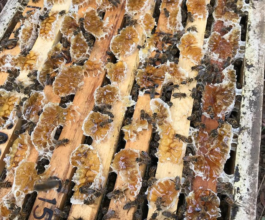 bees-in-hive - CERES Fair Food Bees in a hive making honeycomb
