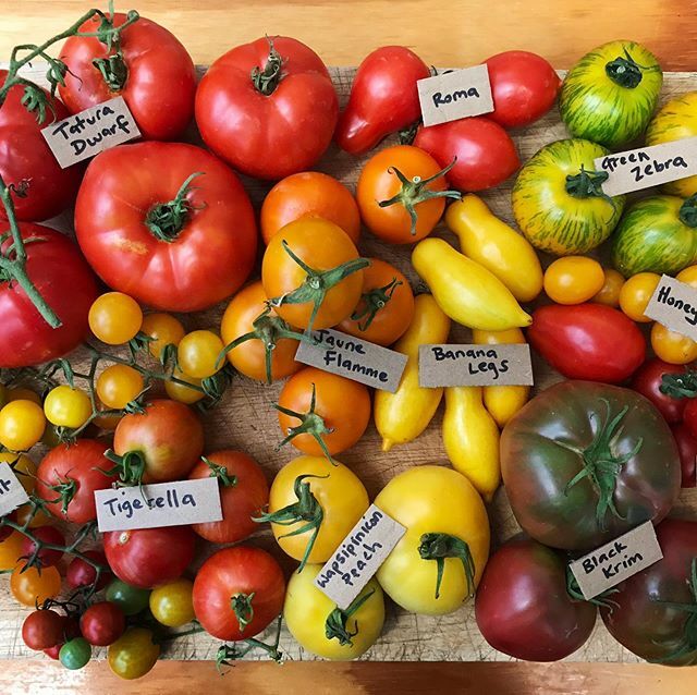 CERES Heirloom tomatoes