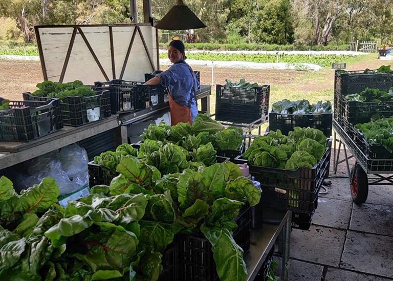 Joes Garden - Thanisa washing greens
