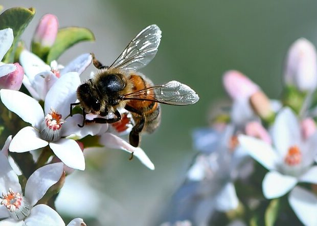 Honey bee on flower