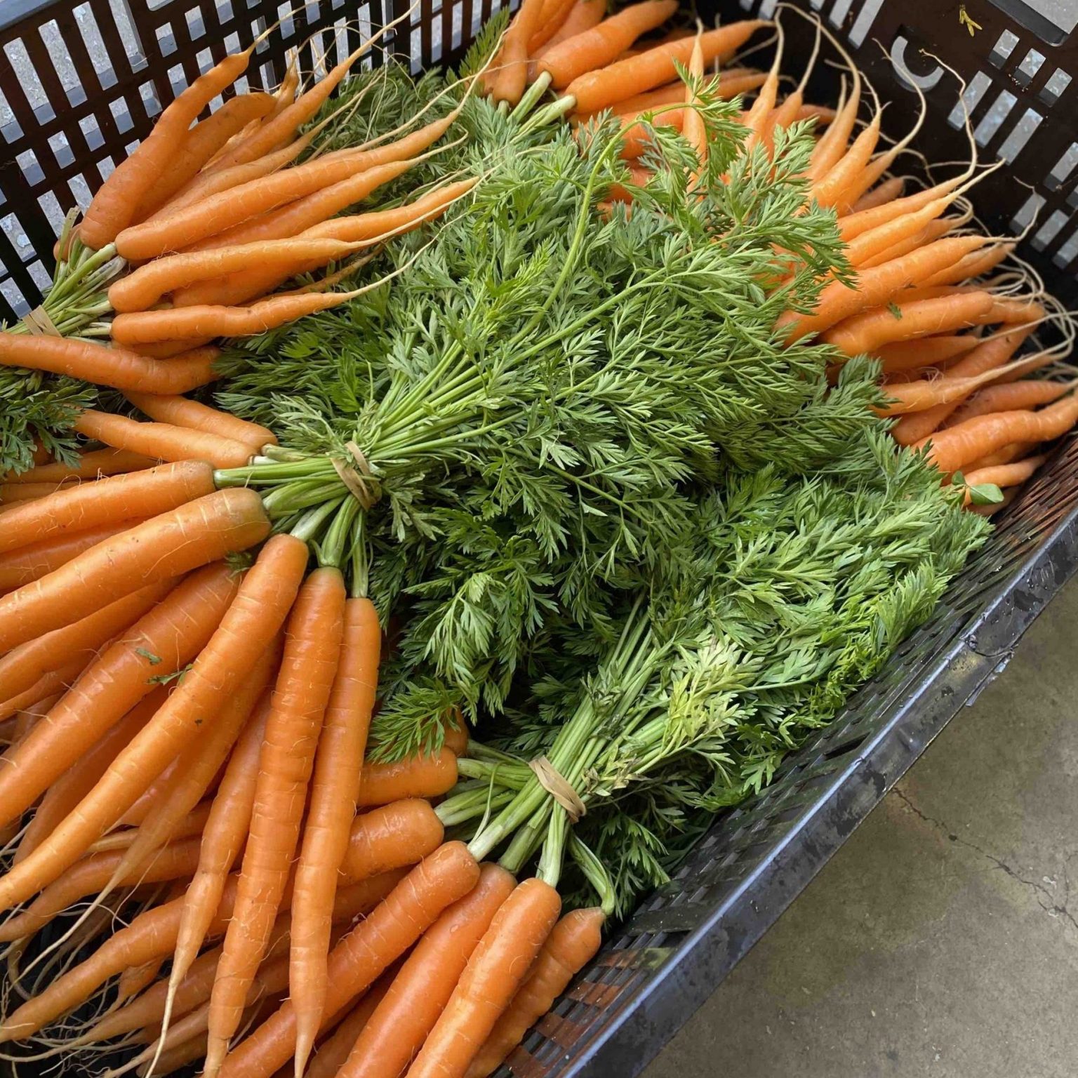 Dutch Carrot bunches for CERES Fair Food deliveries