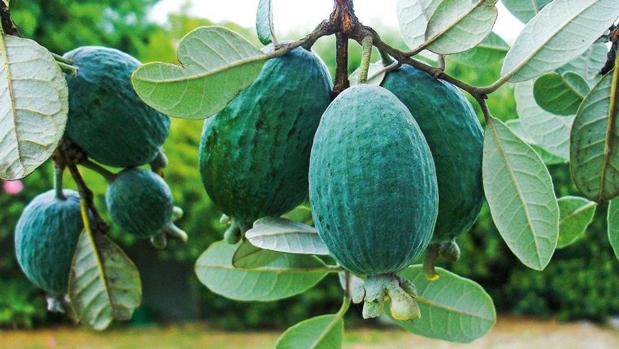 Feijoa-on-tree - CERES Fair Food Feijoa fruit on the tree