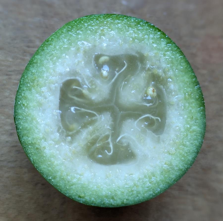 Feijoa_closeup-open - CERES Fair Food Close up feijoa, cut open