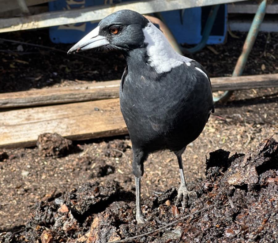 CERES magpie friend composting helper