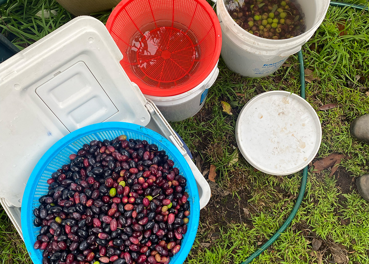 curing olives curing olives