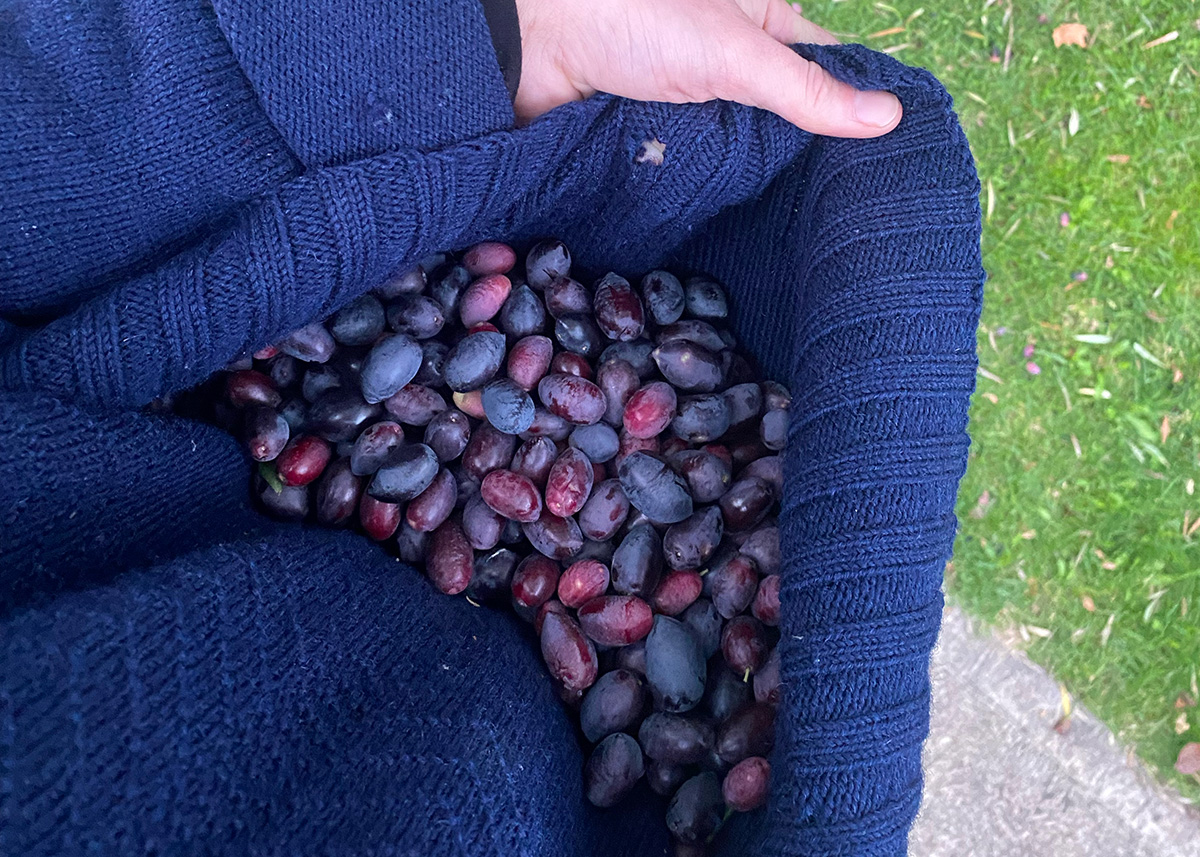 Olive Curing 4 - CERES Fair Food