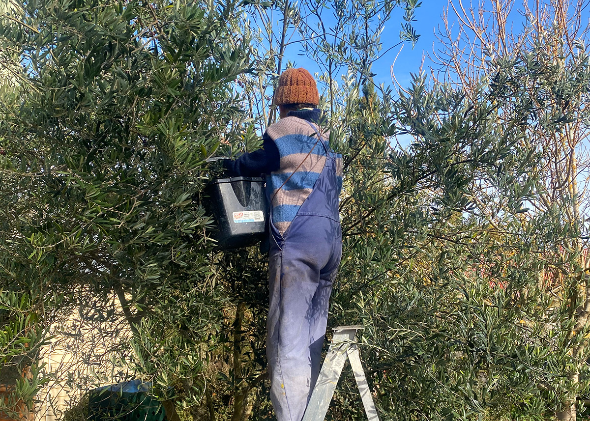 Olive Curing 5 - CERES Fair Food