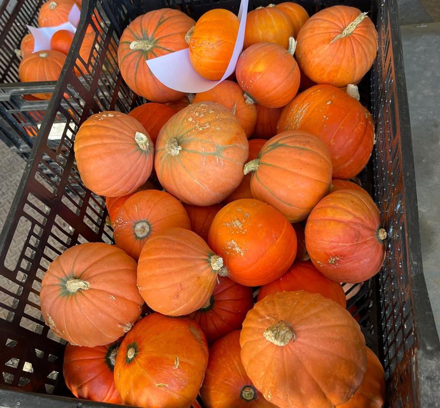 Golden Nugget pumpkins grown by Noleen, Emmaline Farm