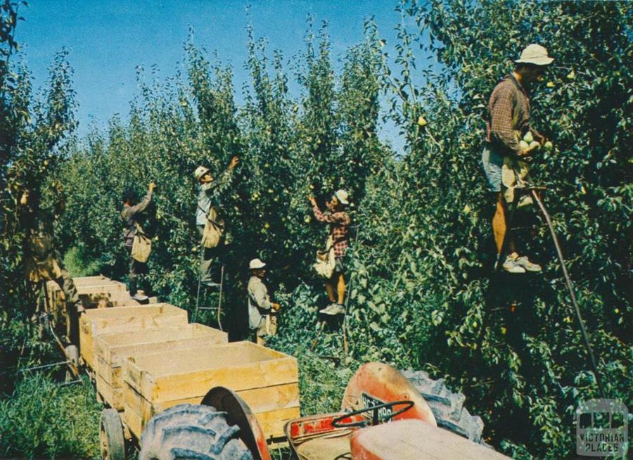C - CERES Fair Food Picking pears