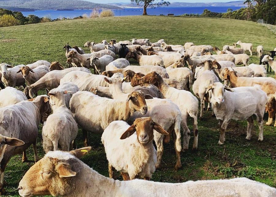 Grandvewe Cheese herd