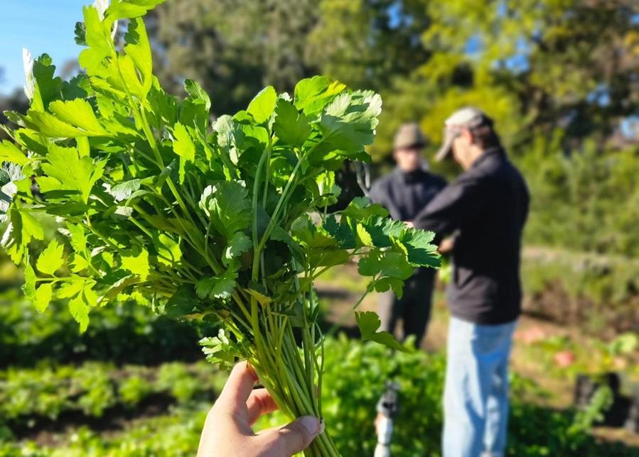Parsley bunch at Joe's Garden