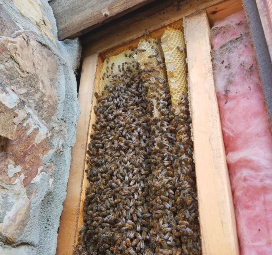 Beesfriend - removing bee hive in wall
