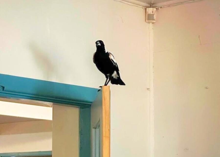 Magpie Izzie in the CERES office 2024