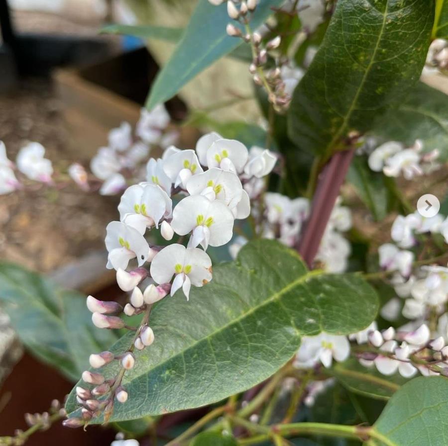 CERES Nursery native blooms, Hardenbergia flowers