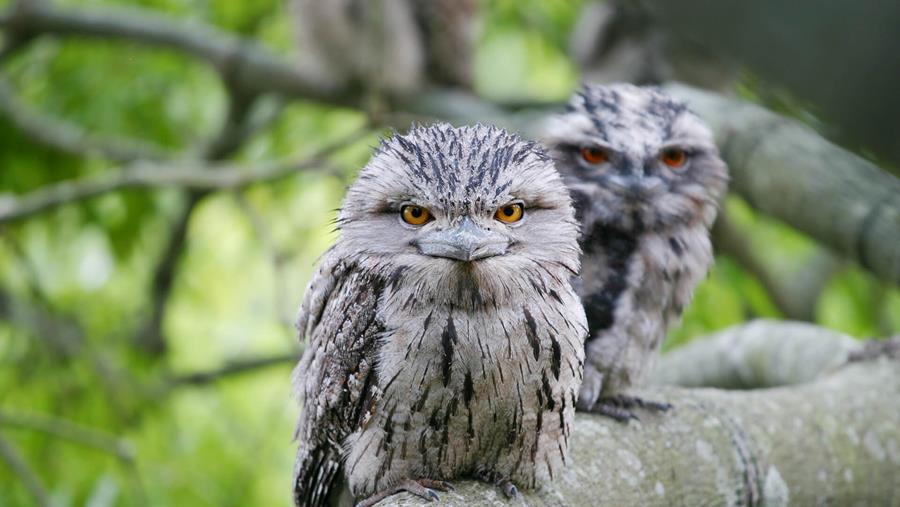 Tawny Frogmouth, you may spot these beauties at the CERES Bird Count Picnic.