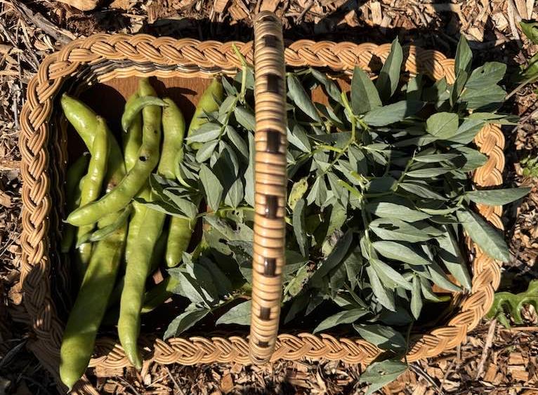 Basket of freshly picked broad beans from Joe's Market Garden