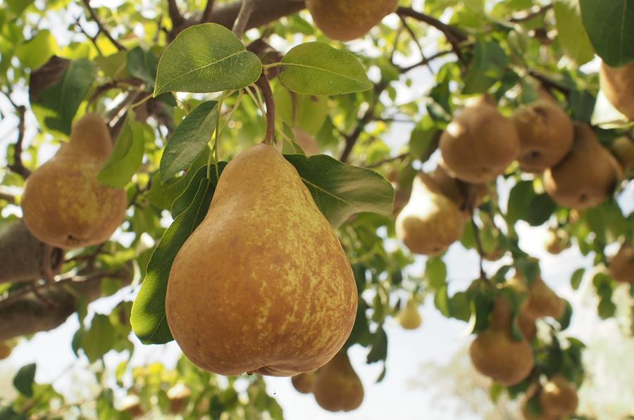 Buerre-Bosc - CERES Fair Food Buerre Bosc pears ripening on the tree