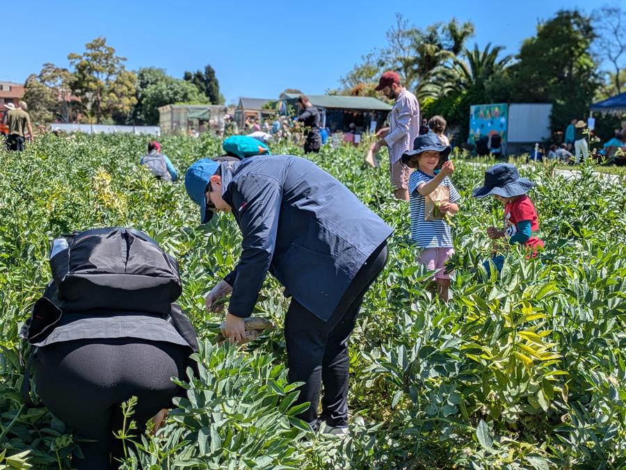 PIcking broad beans at Festival of Fava, CERES Joe's Market Garden, Coburg
