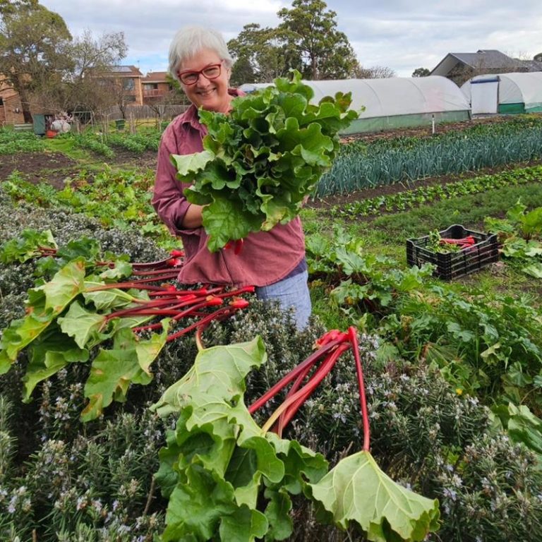 Harvesting rhubarb at Joe's Market Garden, Coburg