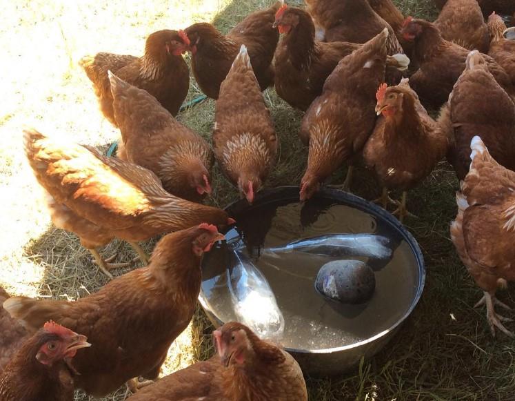 Icebottles-hens2 - CERES Fair Food Hot days - laying hens trying to keep cool with ice bottles in water troughs