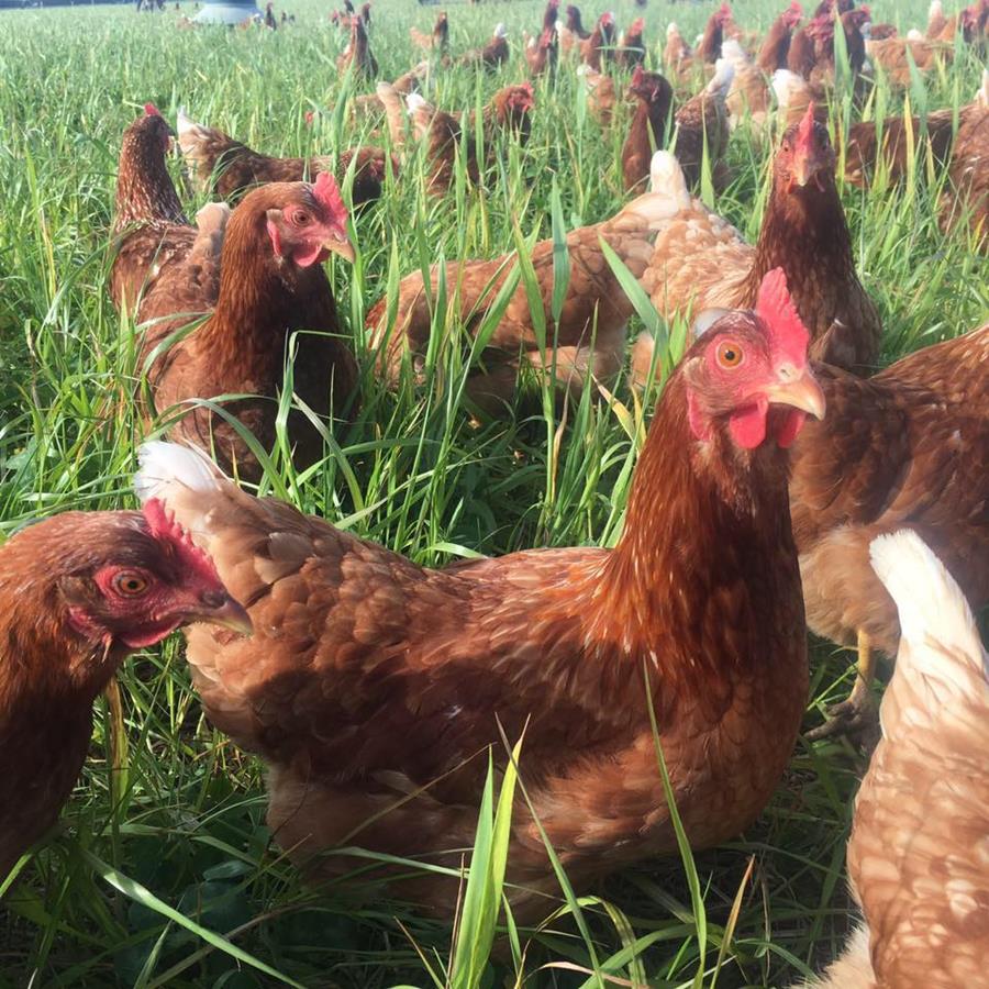 Close up chooks in the pasture