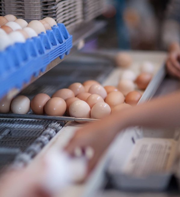 Hands packing fresh eggs into cartons