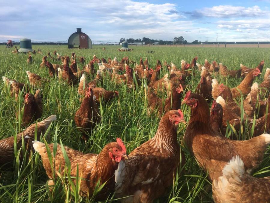 Mountain View eggs, chooks grazing in open field