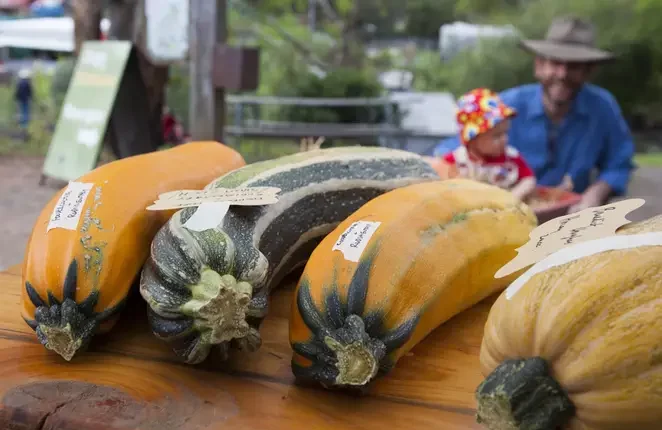 CERES Harvest Festival largest zucchini growing competition entries