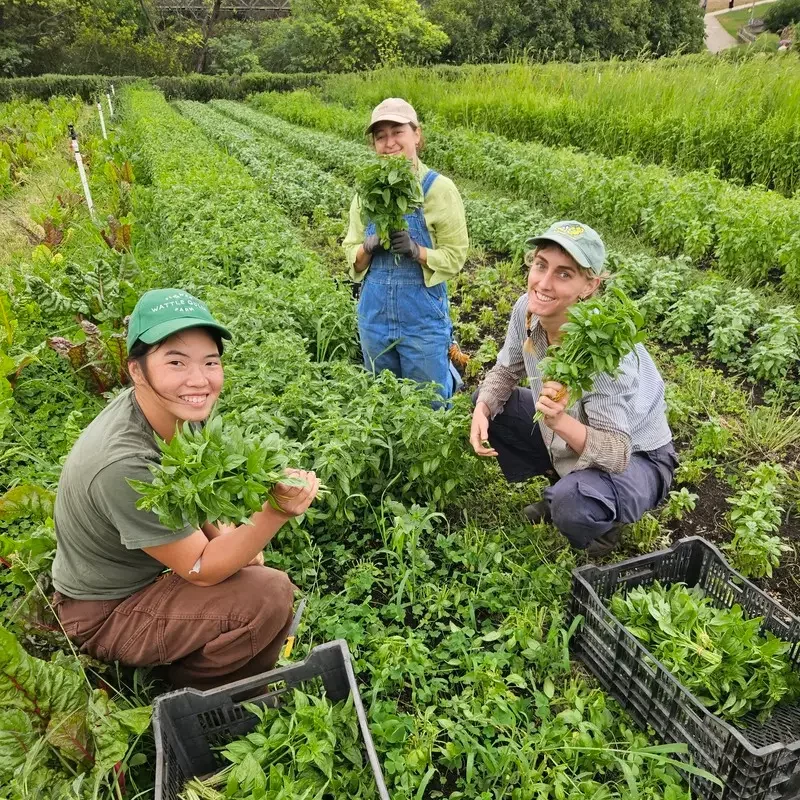 JoesGardenFarmersBasil