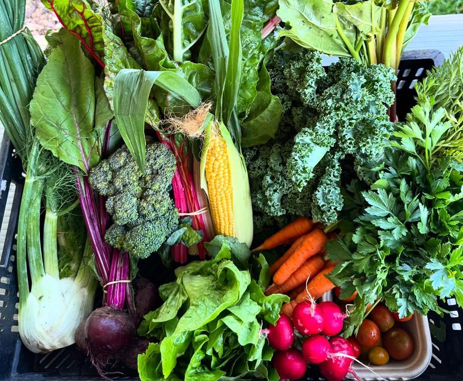 Freshly harvested vegetables in a basket, at the farm gate - CERES Joe's Market Garden, Coburg.