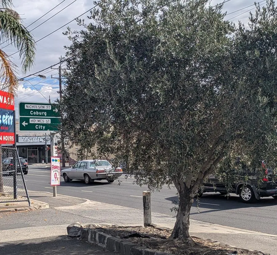 Roadside olive trees in Coburg