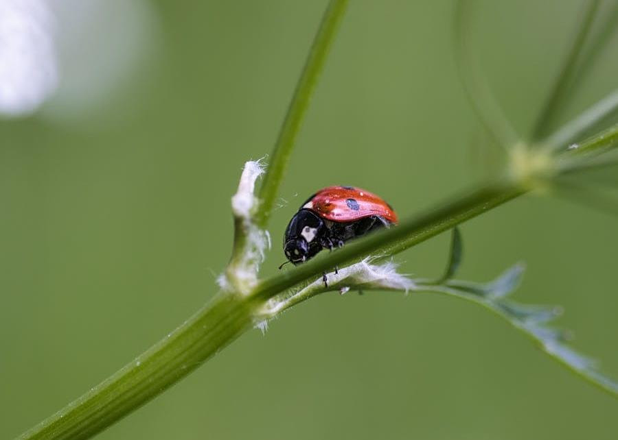 Ladybird on plant