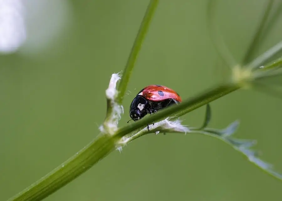 Ladybird on plant