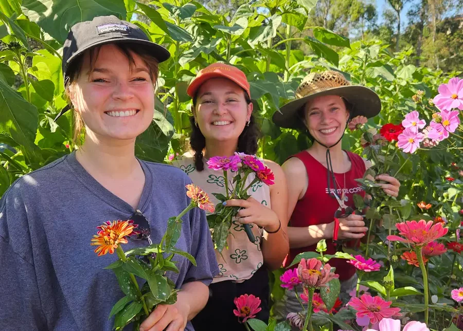 Flowers being picked at Joes Garden, Coburg