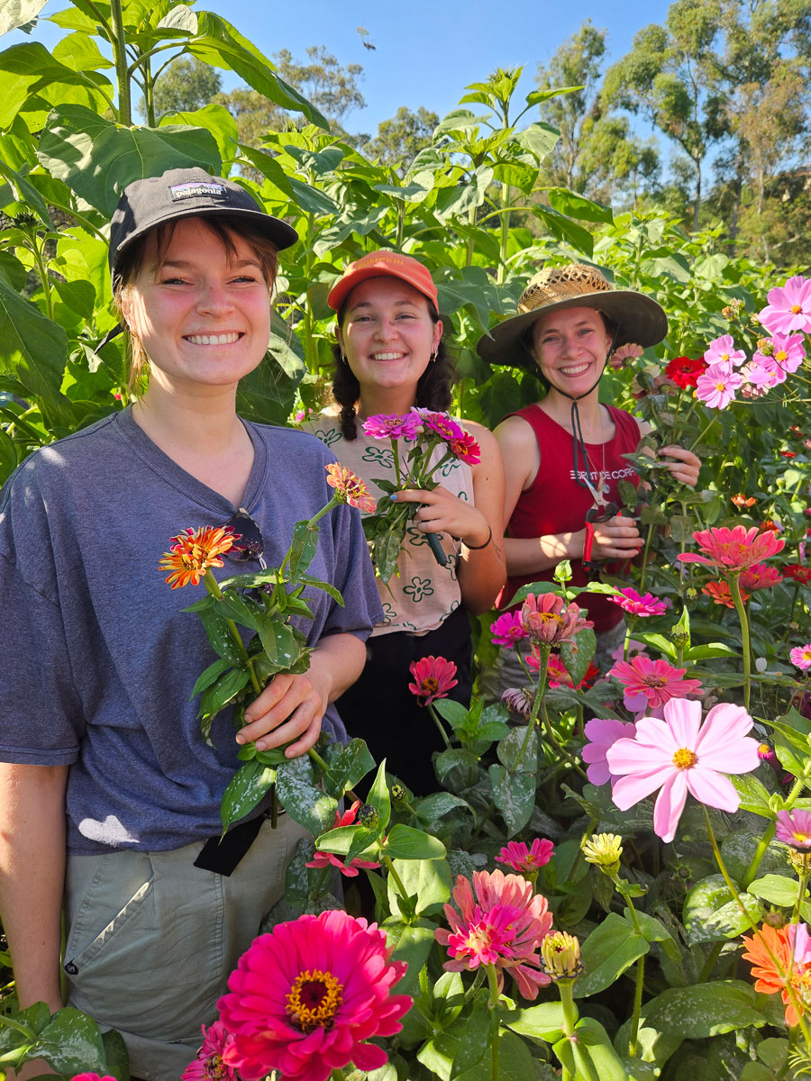 Flowers being picked at Joes Garden, Coburg