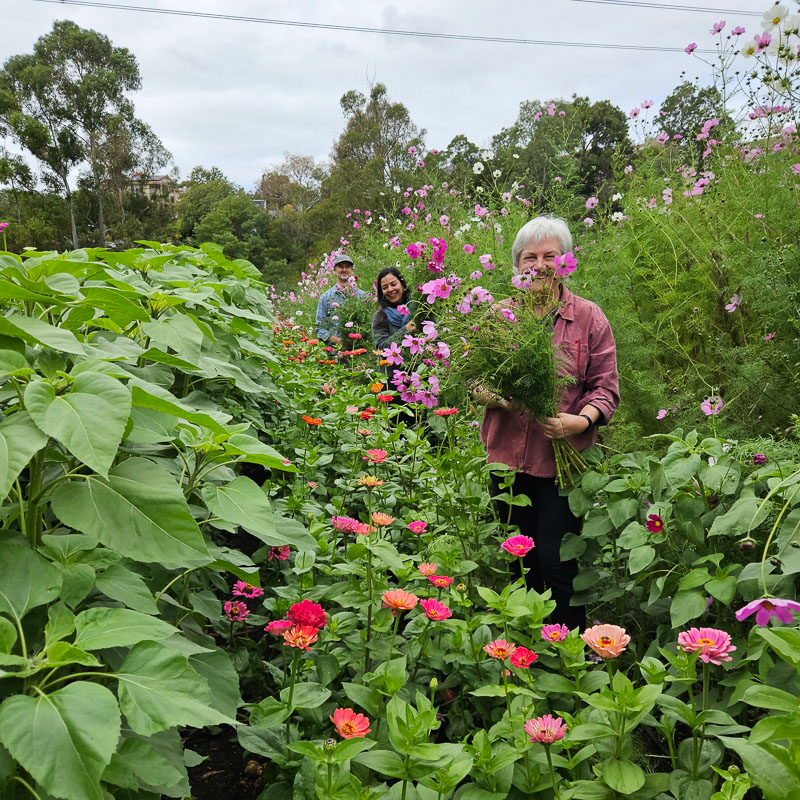 Picking flowers at Joe's Market Garden, Coburg