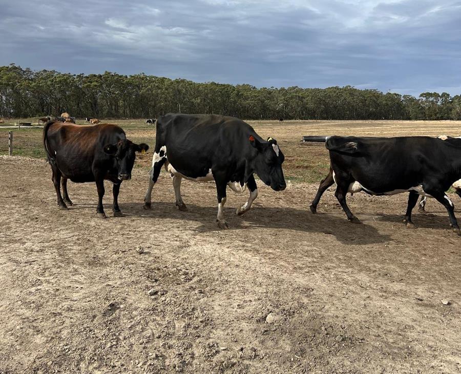 Schulz Organic Dairy farm in drought conditions, 2025