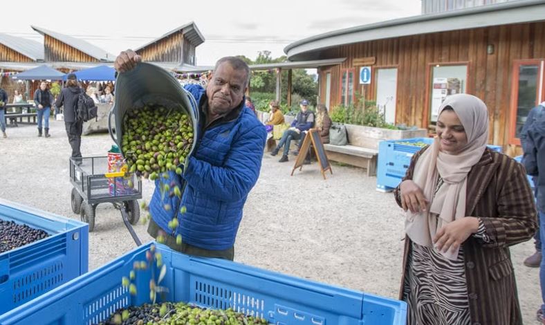 Dropping off community olives at CERES Brunswick, Olives to Oil