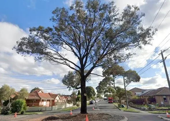 Ironbark on Collins st roundabout