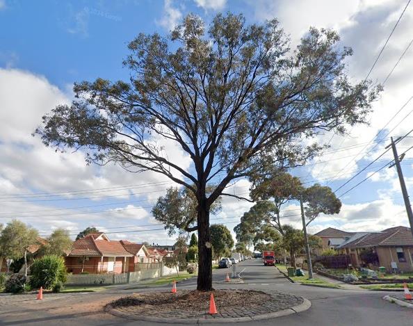 Ironbark on Collins st roundabout